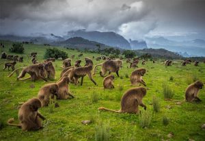 Gelada baboons in the Simien Mountains