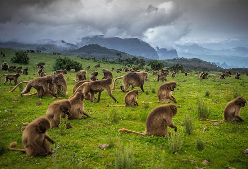 Gelada baboons in the Simien Mountains